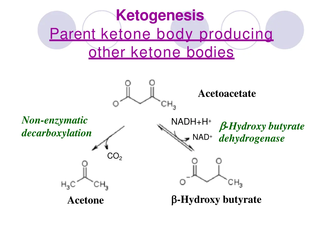ketogenesis 1