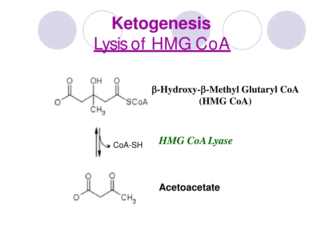 ketogenesis lysis of hmg coa