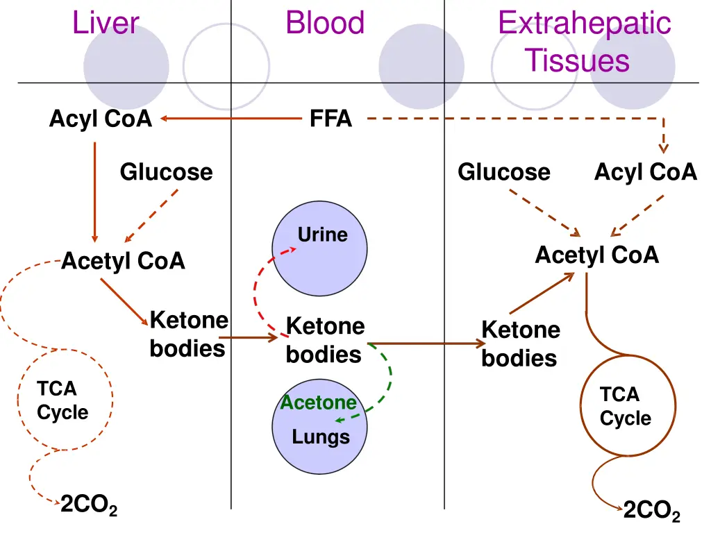 liver