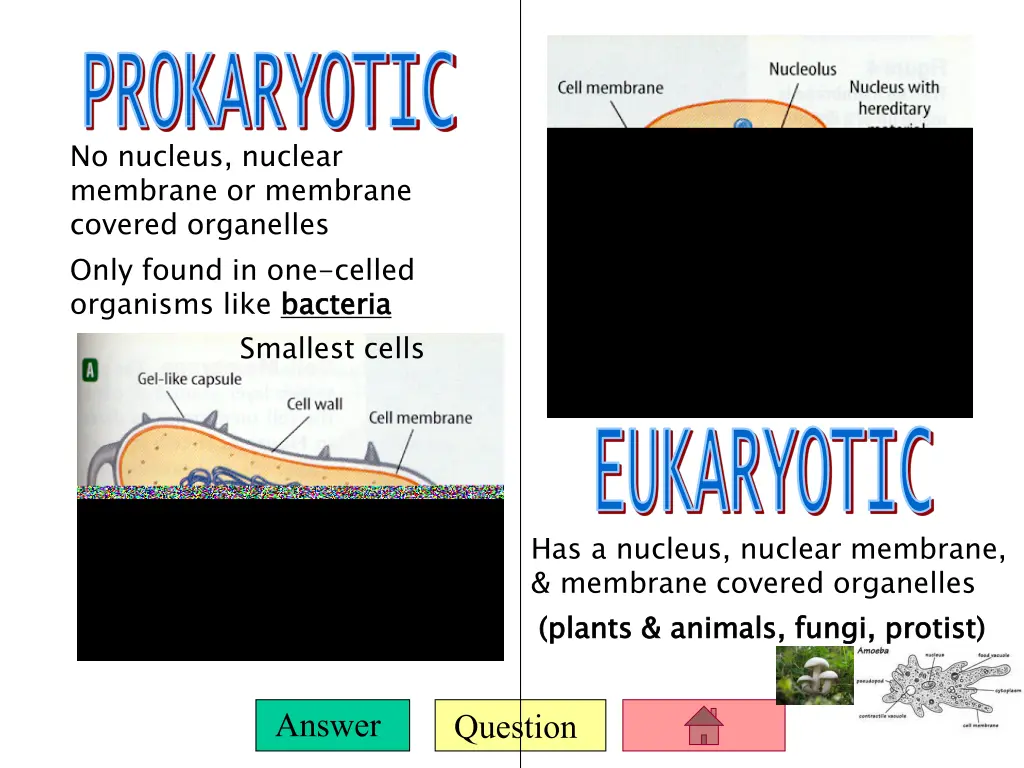 prokaryotic