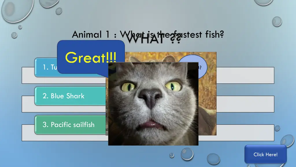 animal 1 what is the fastest fish