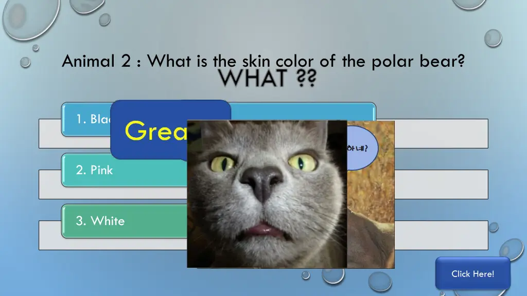 animal 2 what is the skin color of the polar bear