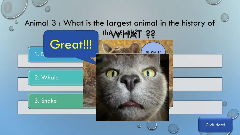 animal 3 what is the largest animal