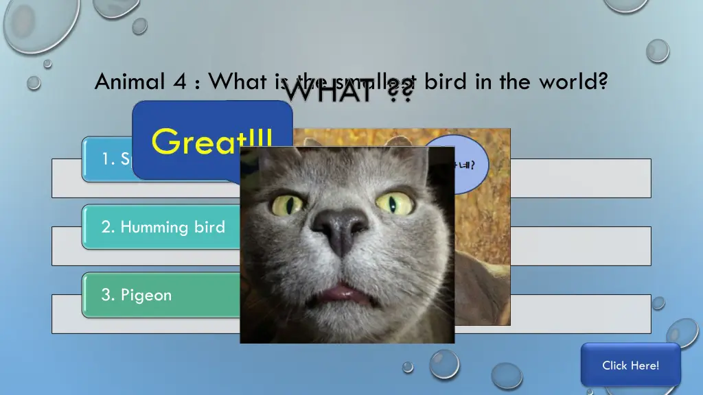 animal 4 what is the smallest bird in the world