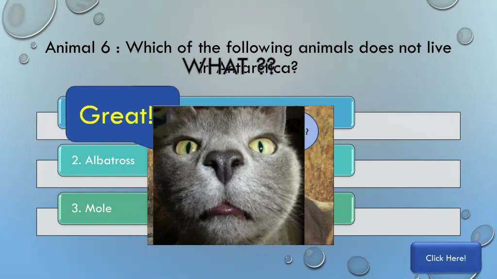 animal 6 which of the following animals does