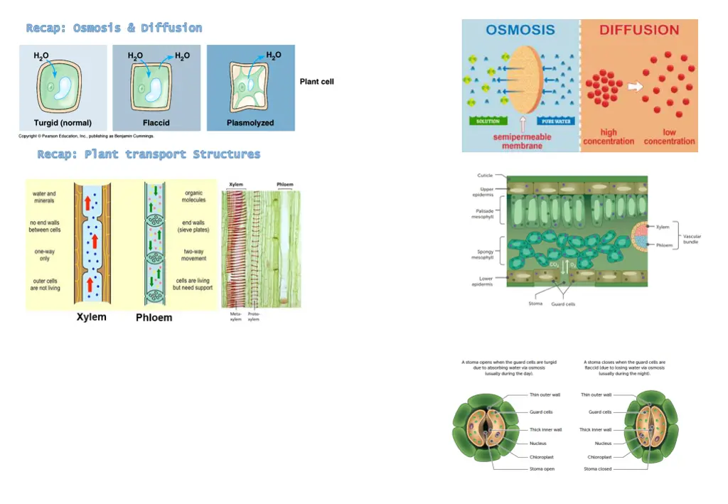 recap osmosis diffusion recap osmosis diffusion