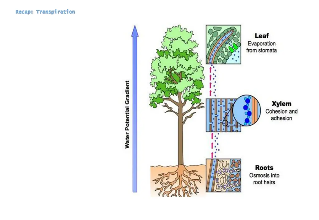 recap transpiration recap transpiration