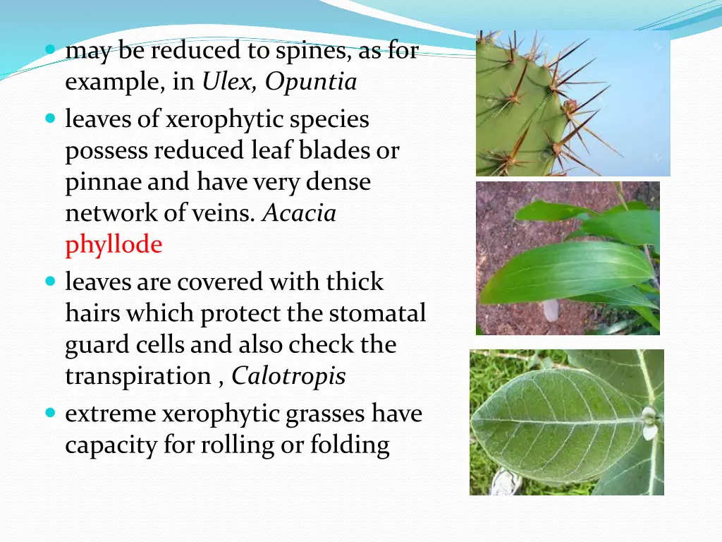 may be reduced to spines as for example in ulex