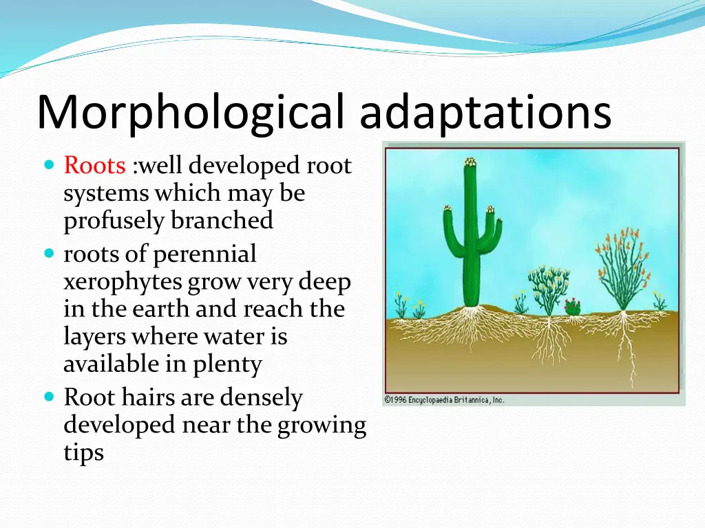 morphological adaptations roots well developed