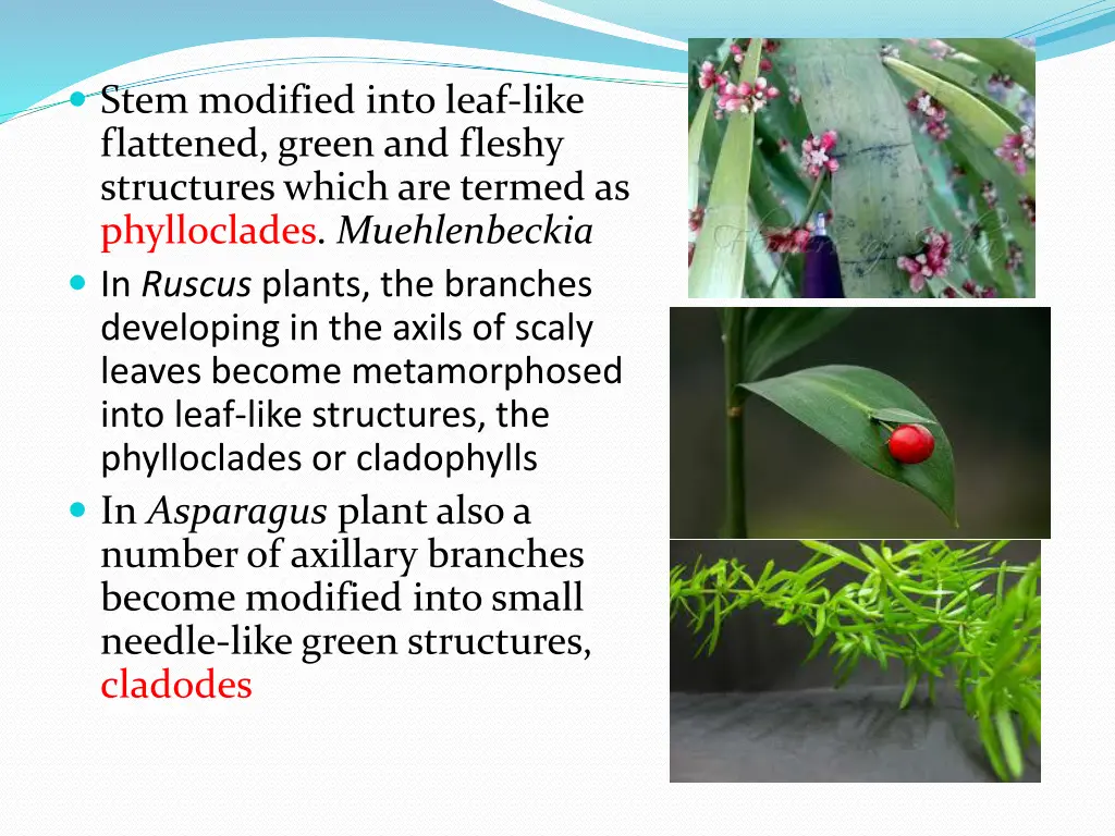 stem modified into leaf like flattened green