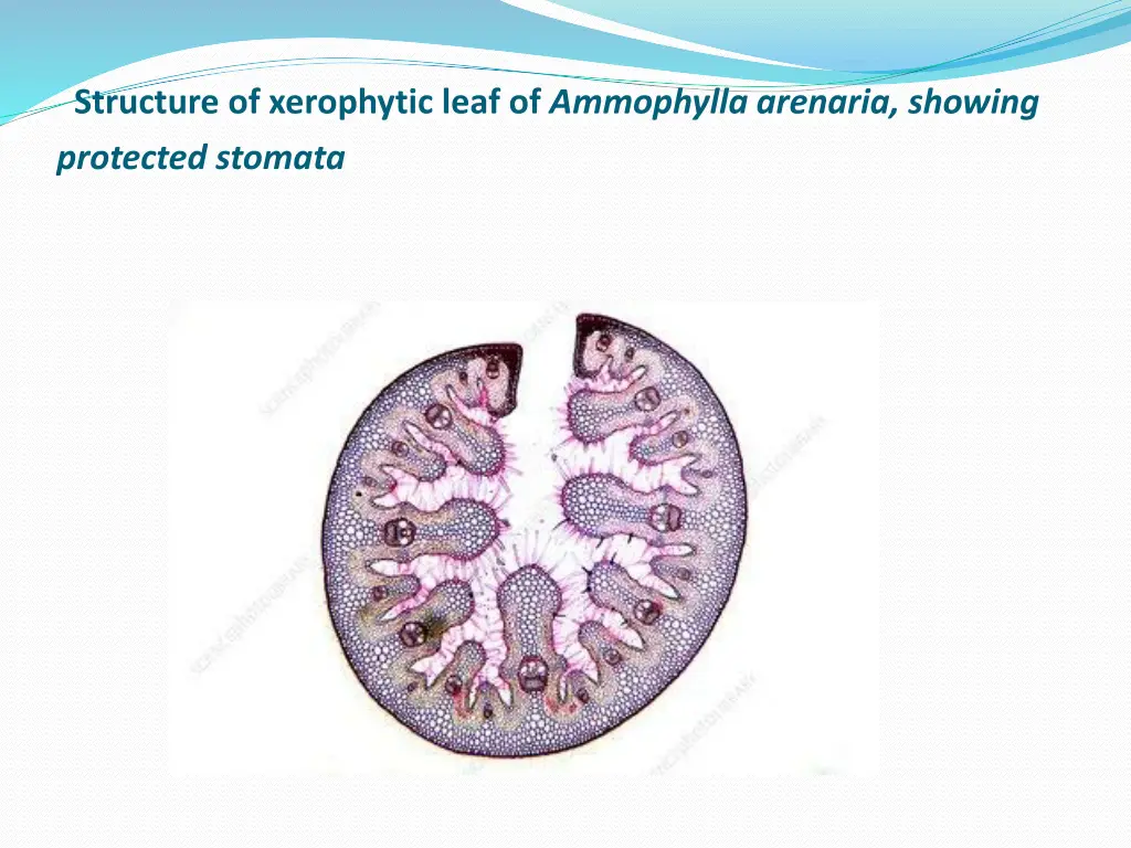 structure of xerophytic leaf of ammophylla