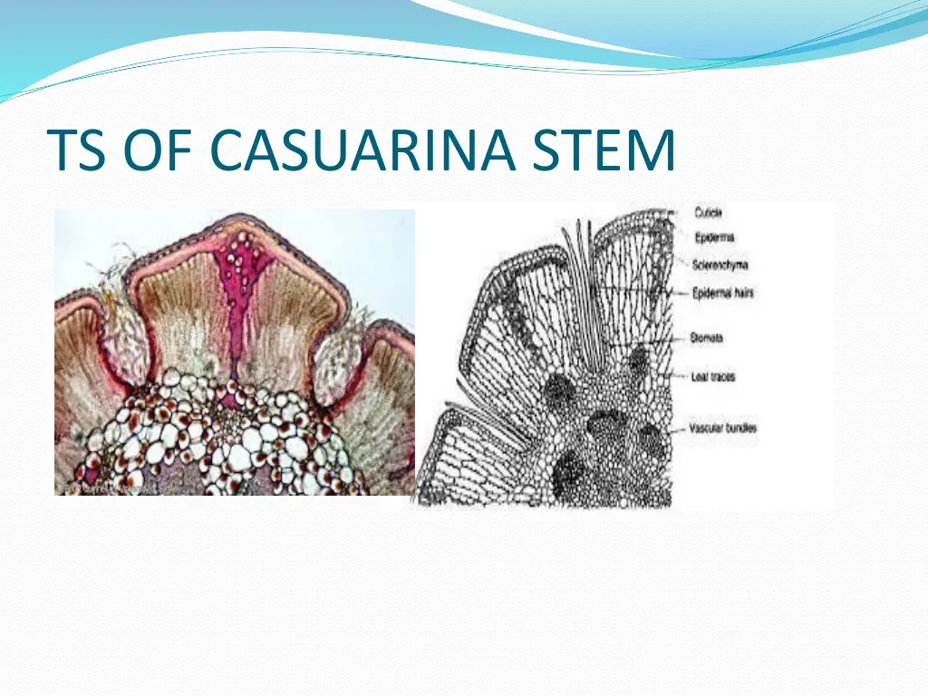 ts of casuarina stem