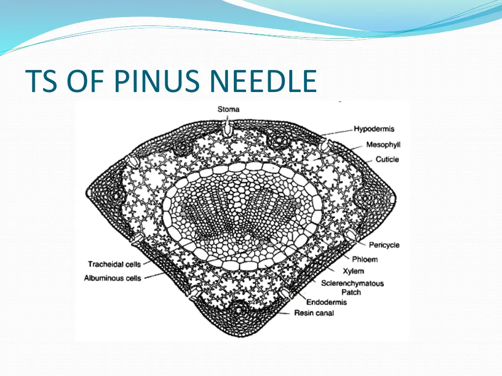 ts of pinus needle
