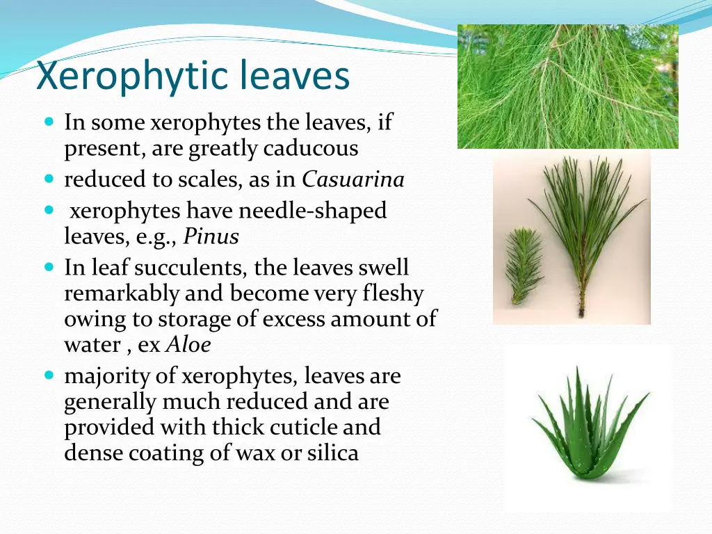 xerophytic leaves in some xerophytes the leaves