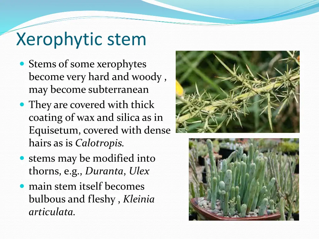 xerophytic stem