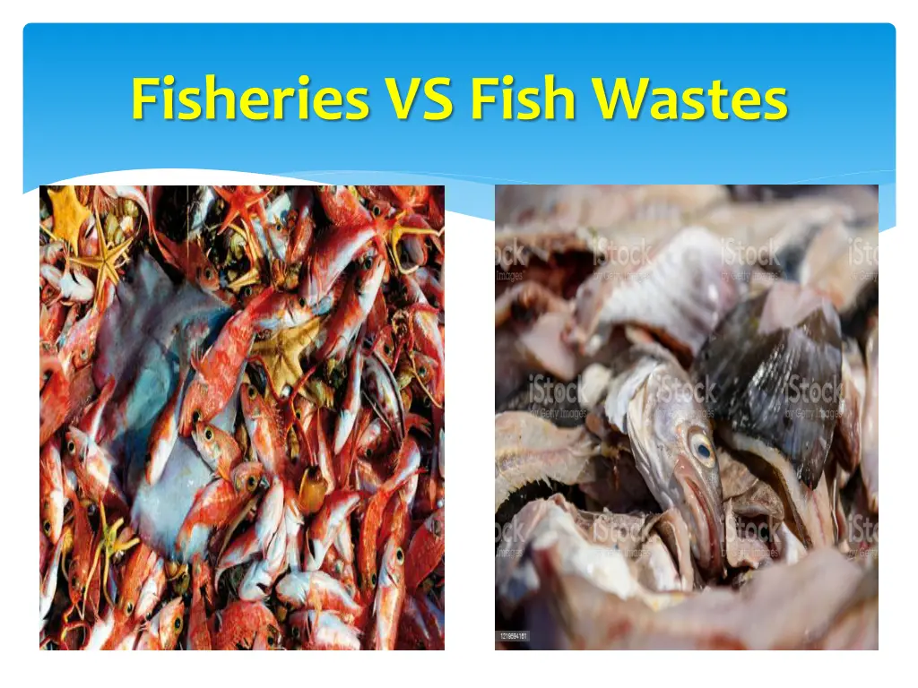 fisheries vs fish wastes 1