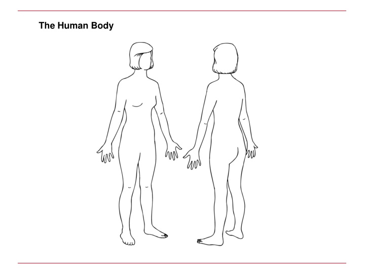 the human body