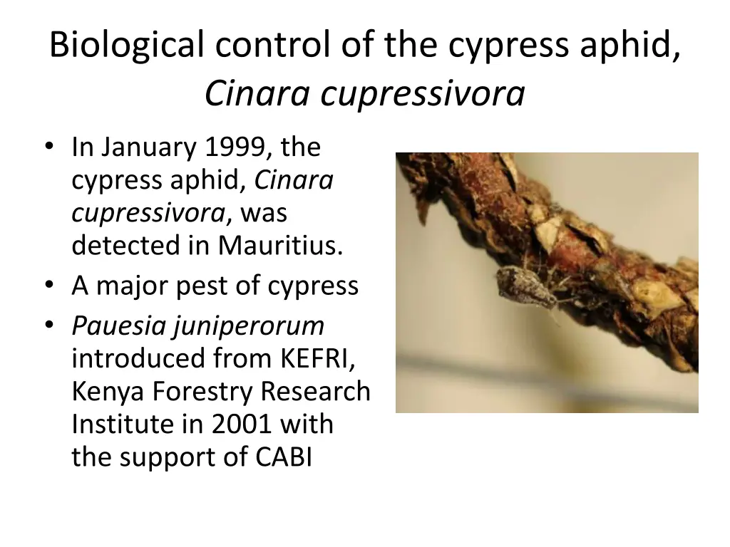 biological control of the cypress aphid cinara