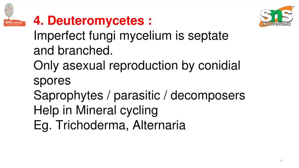 4 deuteromycetes imperfect fungi mycelium