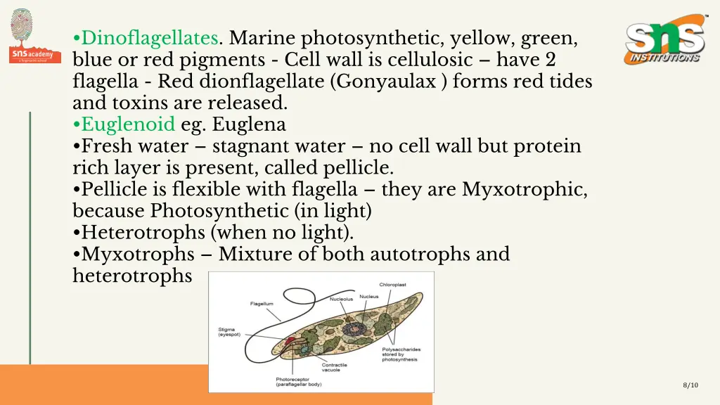 dinoflagellates marine photosynthetic yellow