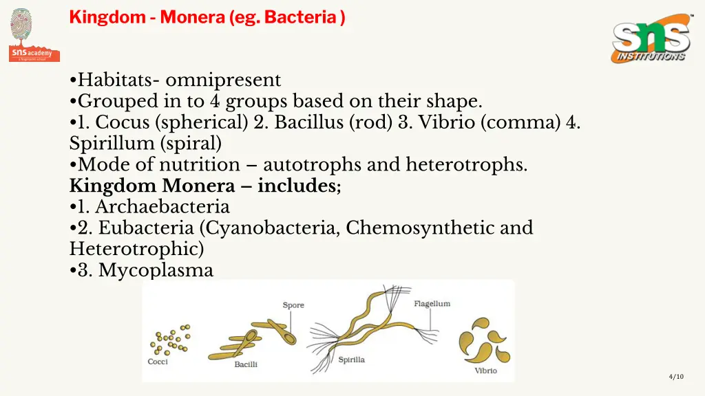 kingdom monera eg bacteria