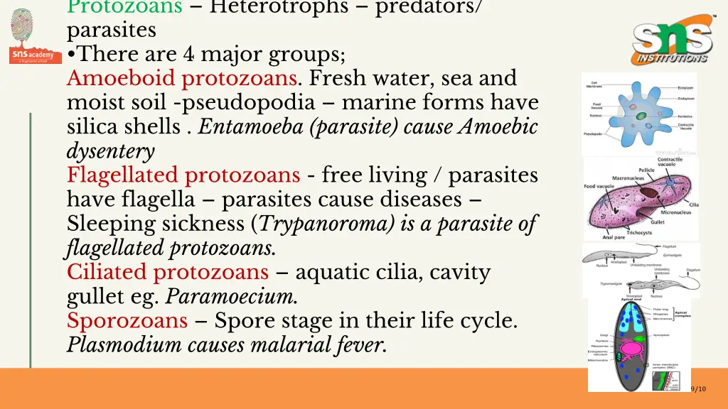 protozoans heterotrophs predators parasites there