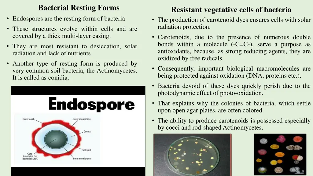 bacterial resting forms endospores