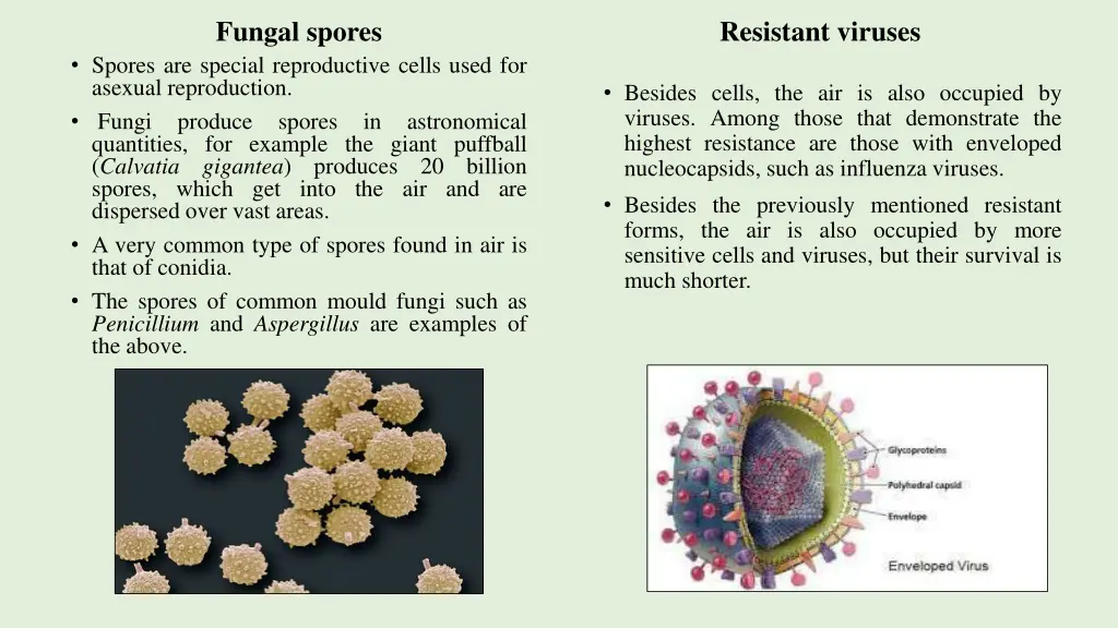 fungal spores