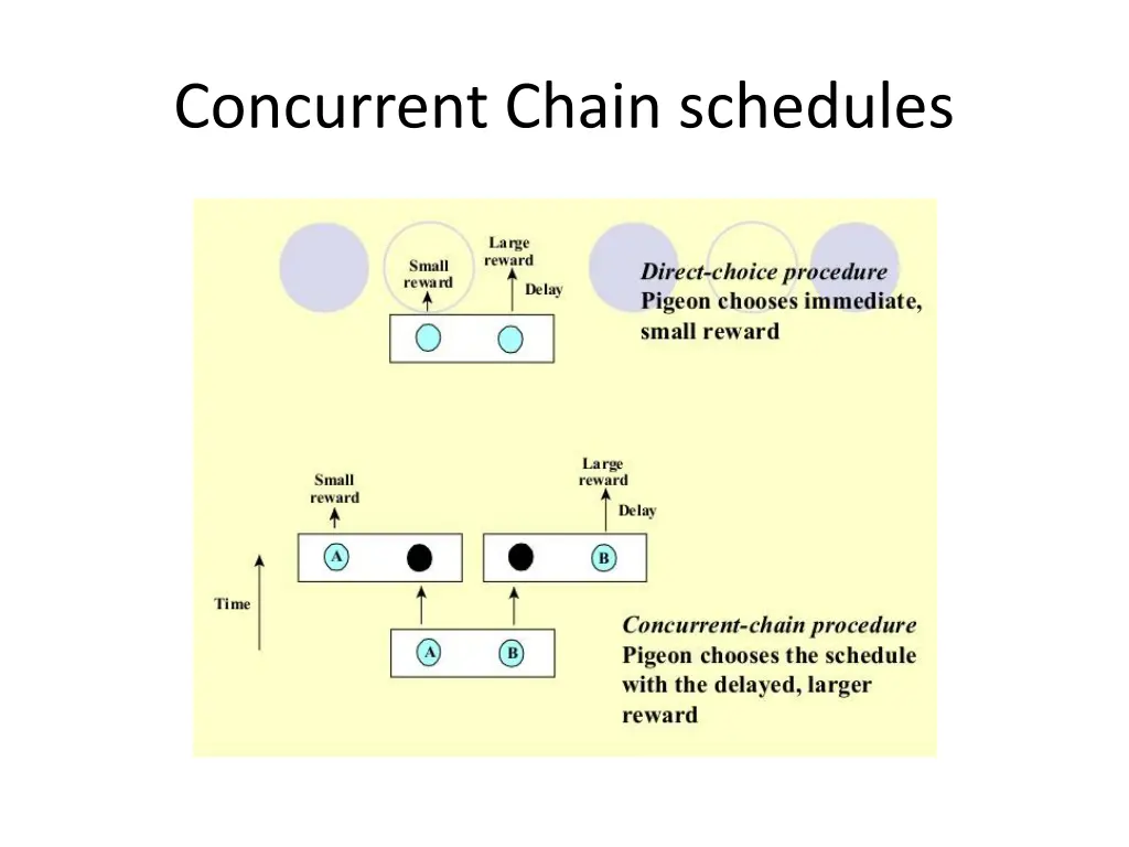 concurrent chain schedules