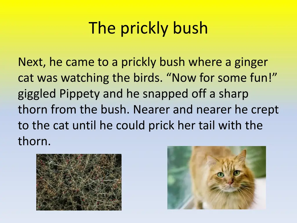 the prickly bush