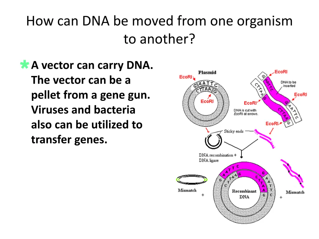 how can dna be moved from one organism to another 1