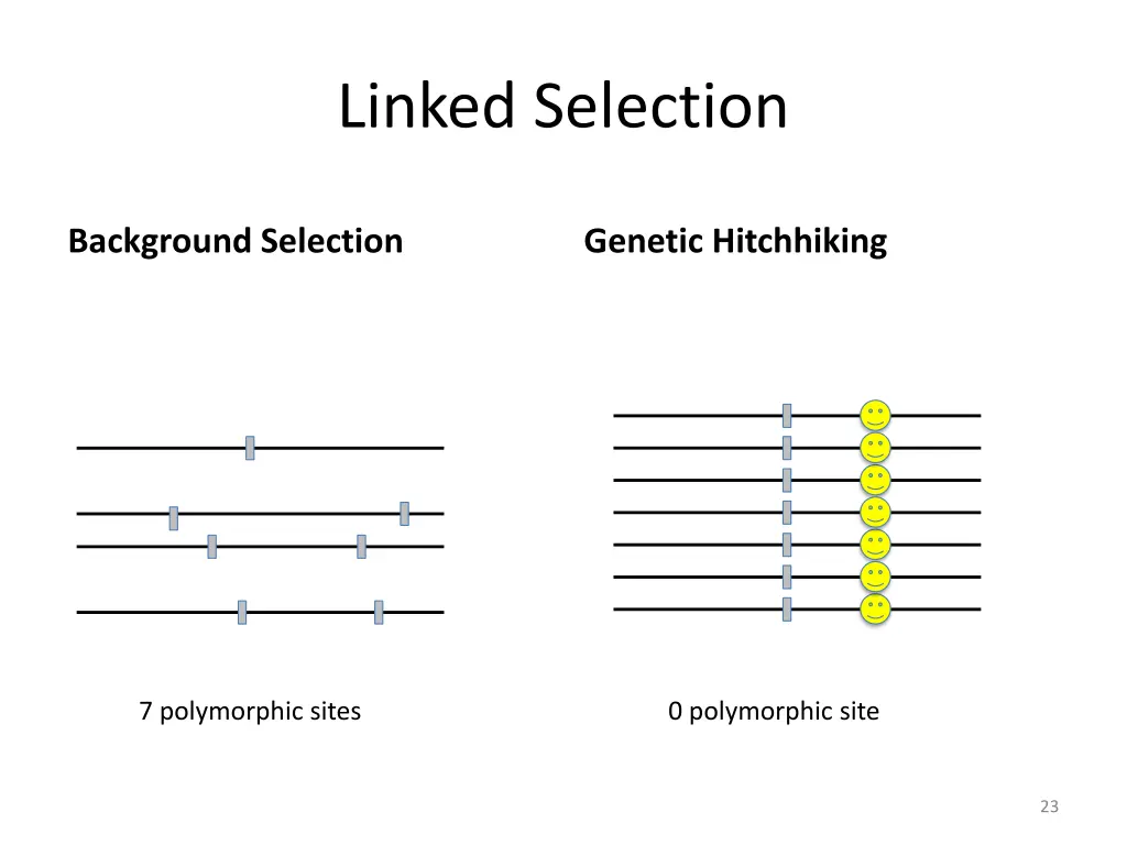 linked selection 1