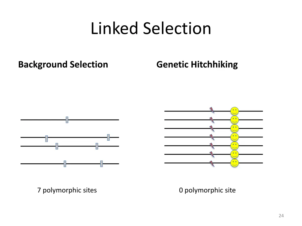 linked selection 2