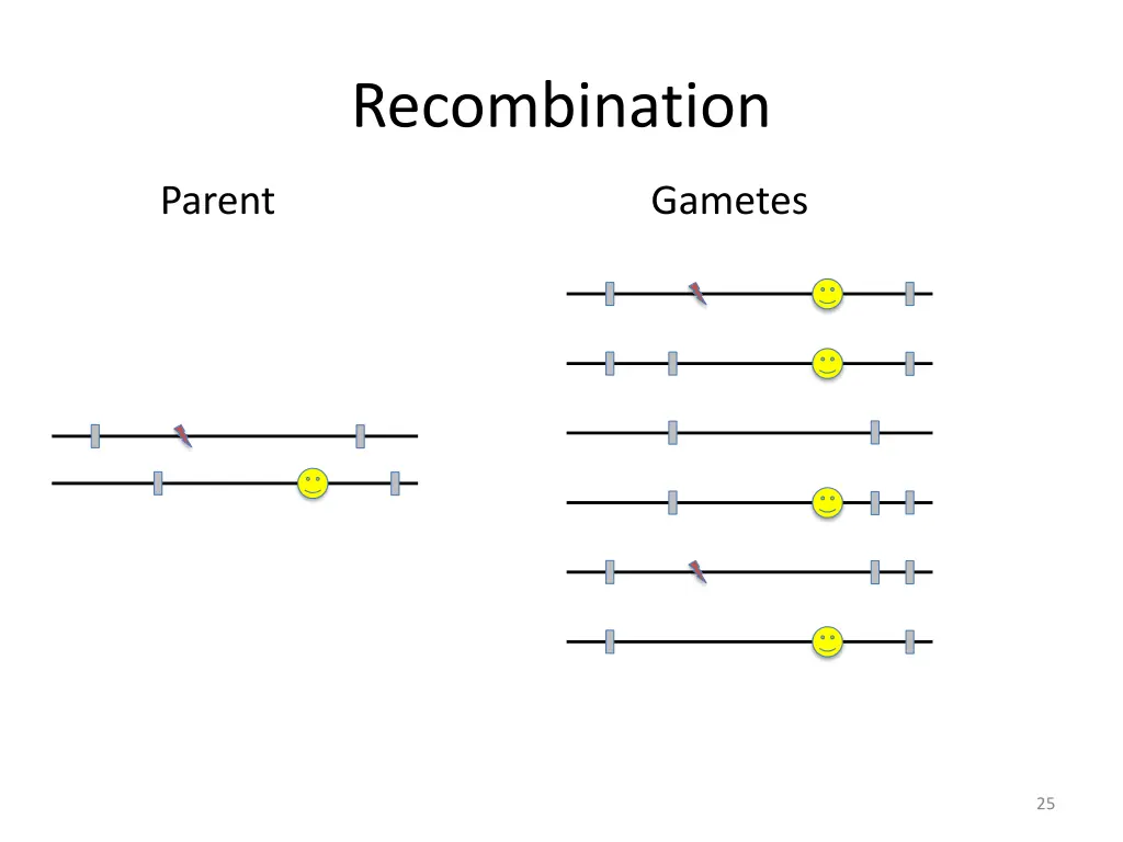 recombination