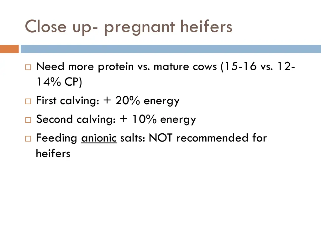 close up pregnant heifers