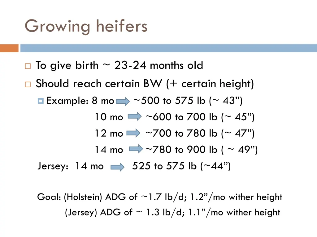 growing heifers