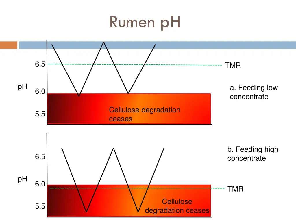 rumen ph