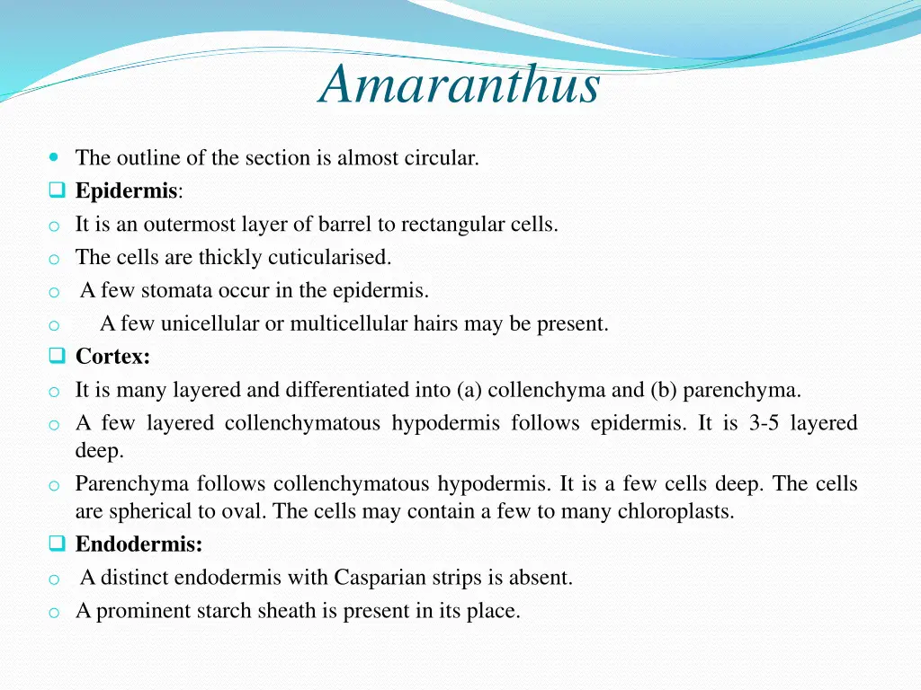 amaranthus
