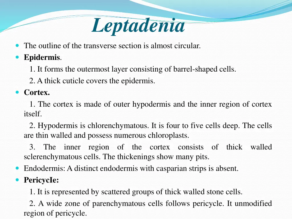 leptadenia