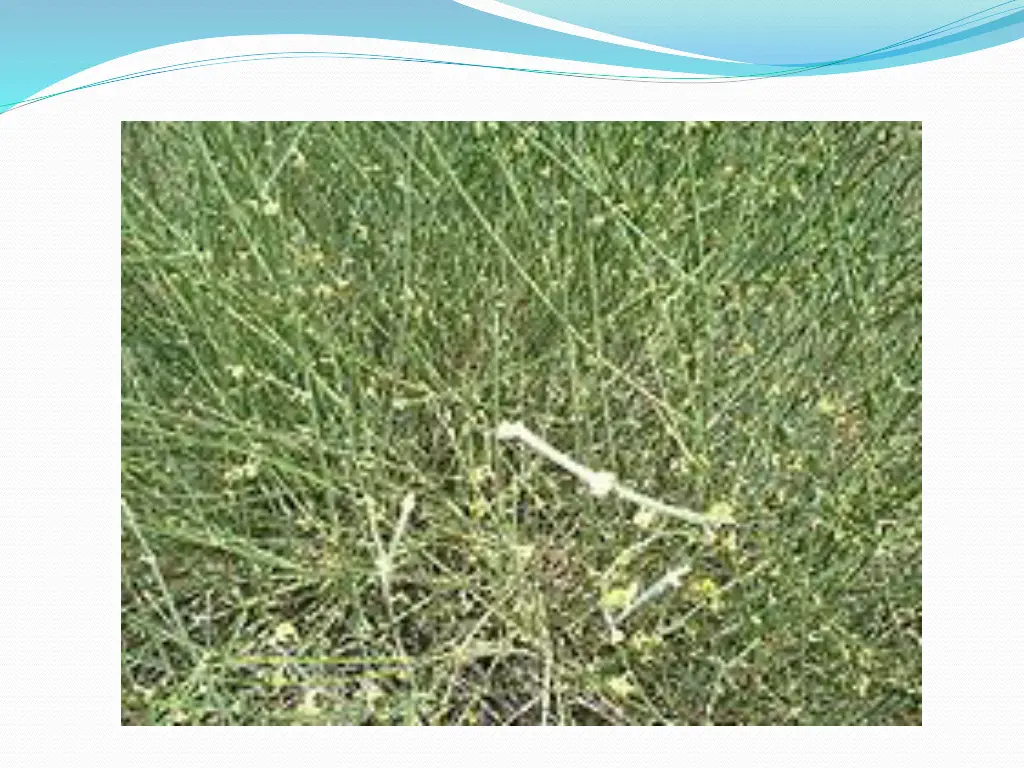 slide17