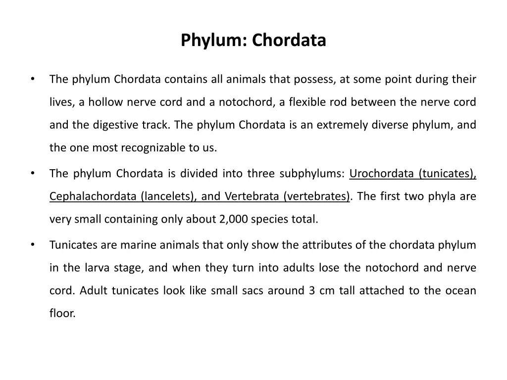 phylum chordata 1