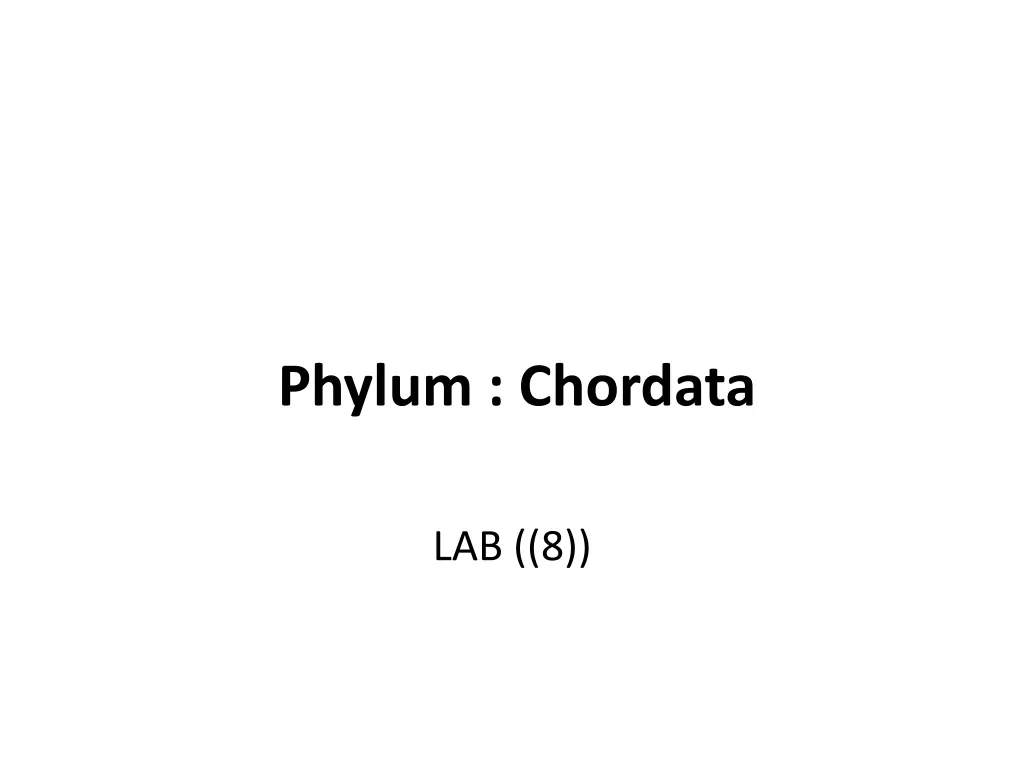 phylum chordata
