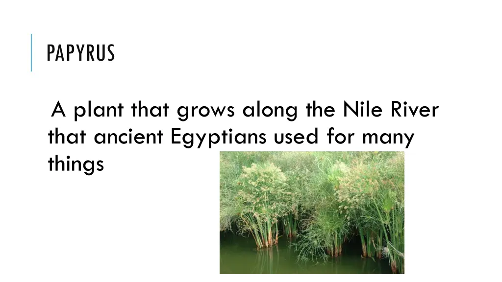 papyrus