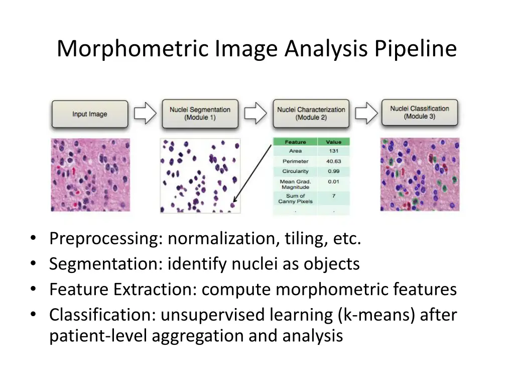 morphometric image analysis pipeline