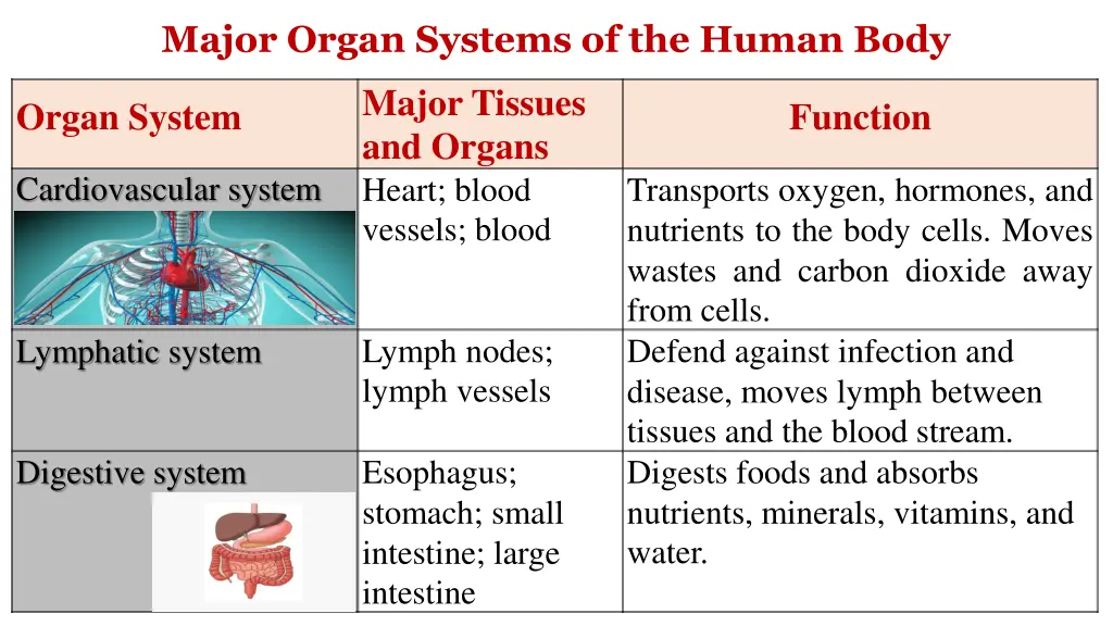 major organ systems of the human body