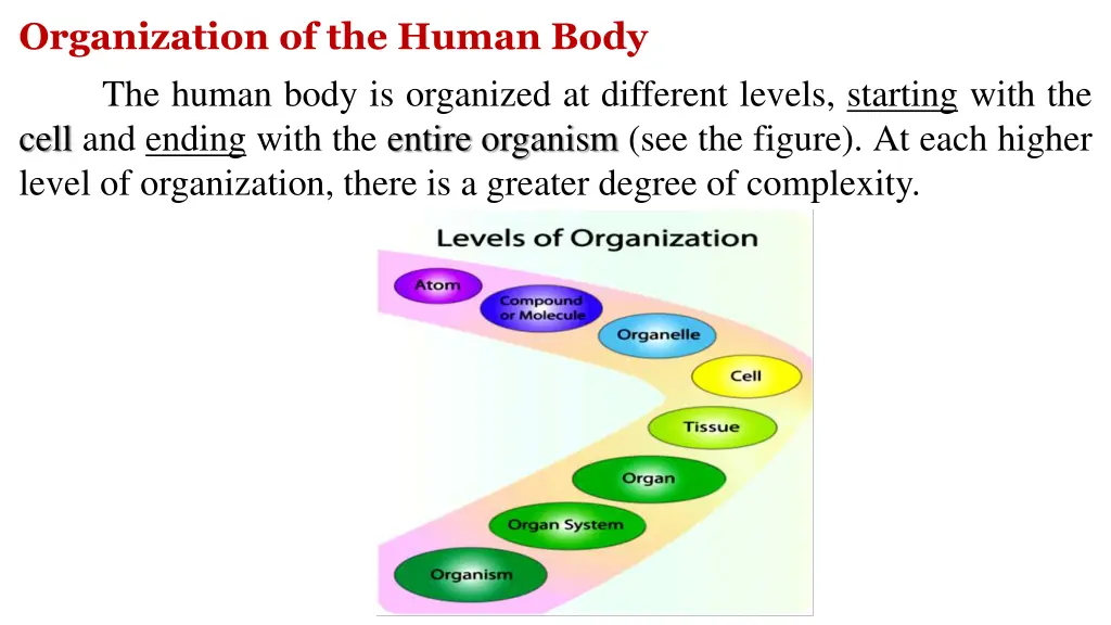 organization of the human body the human body