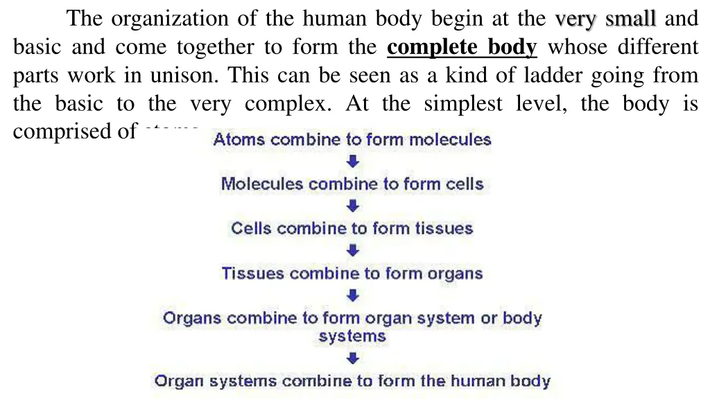 the organization of the human body begin