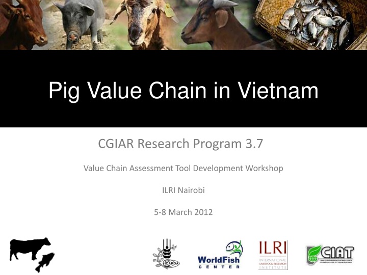 pig value chain in vietnam