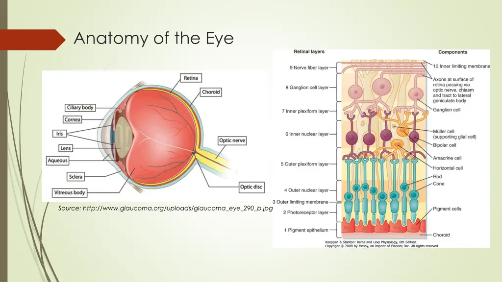 anatomy of the eye