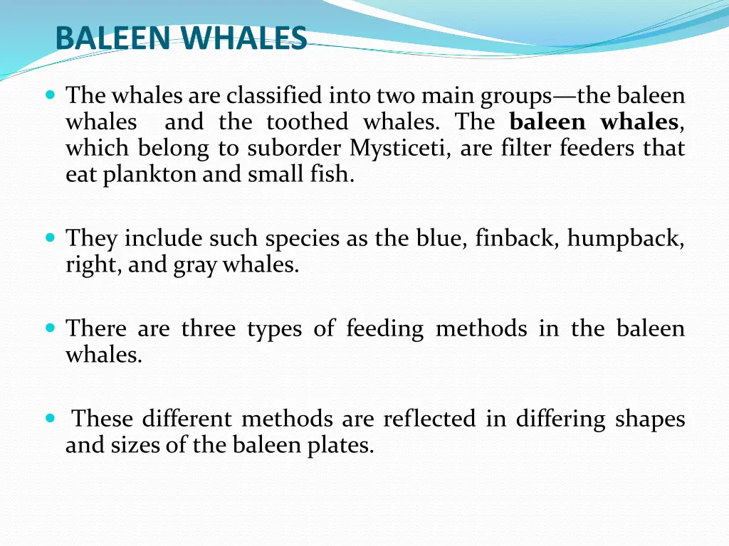 baleen whales